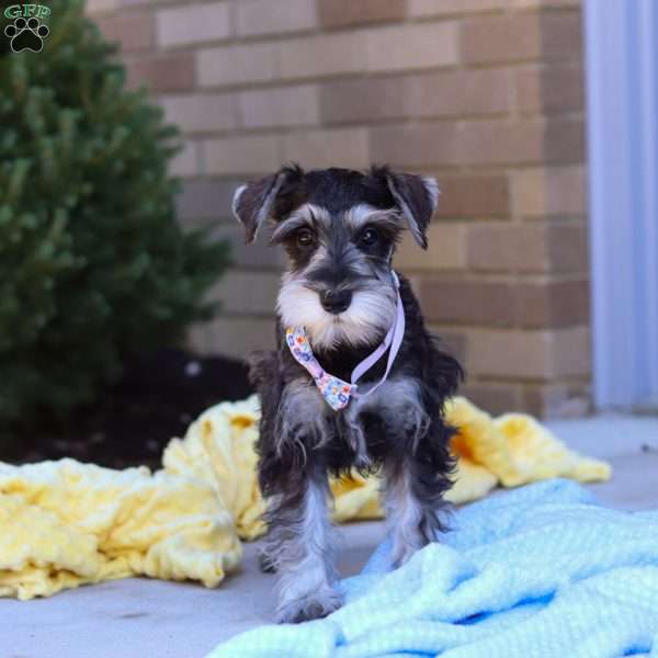 Kallie, Miniature Schnauzer Puppy